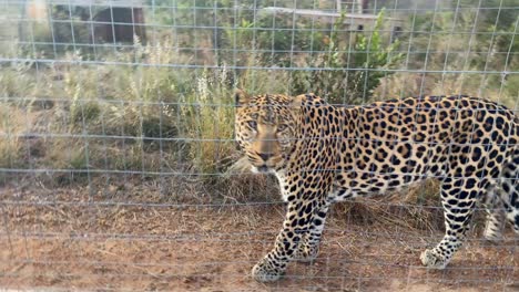 Close-up-shot-of-a-young-female-Leopard-altered-behind-a-fence,-recorded-with-camera-in-hand,-in-the-Maasai-Mara-Reserve