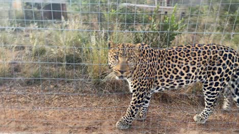 primer plano de una joven leopardo alterada detrás de una valla, grabada con cámara en mano, en la reserva maasai mara