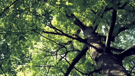 vertical shot of a tall canopy tree with verdant leaves in the forest - low angle ascending