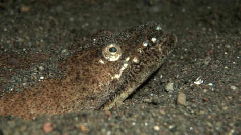 Mysterious-fish-hunting-in-the-sand