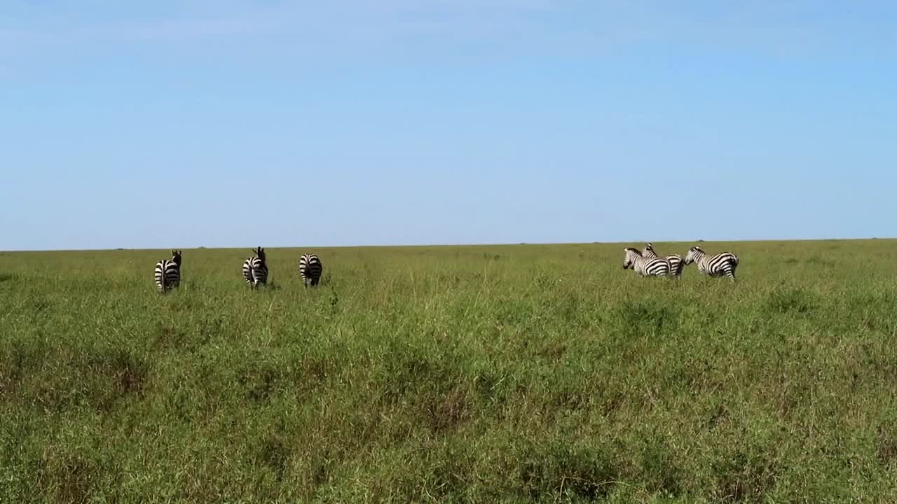 Manada de zebras nas planícies verdes da África