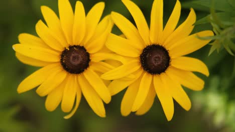 top view of two yellow flower heads twins