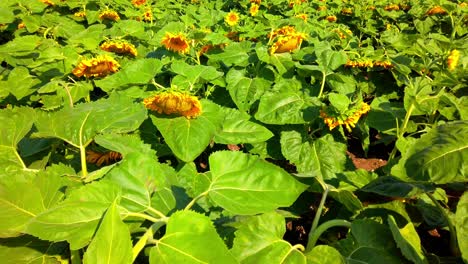 agricultural field of sunflowers. shooting in the summer in the countryside.