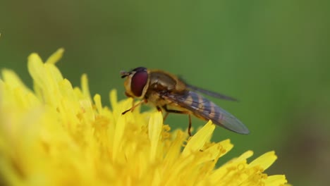 Hoverfly-feeding-on-Dandelion-flower.-Spring,-British-Isles