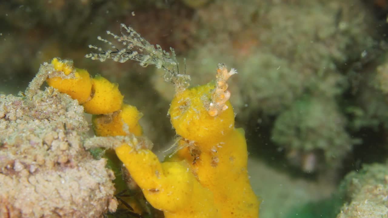 A yellow Decorator Crab Hyastenus elatus  using soft coral sponges to camouflage its shell