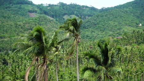 aérien établi de la brise palmeraie en mouvement dans le désert aire non polluée de koh samui paradis thaïlandais