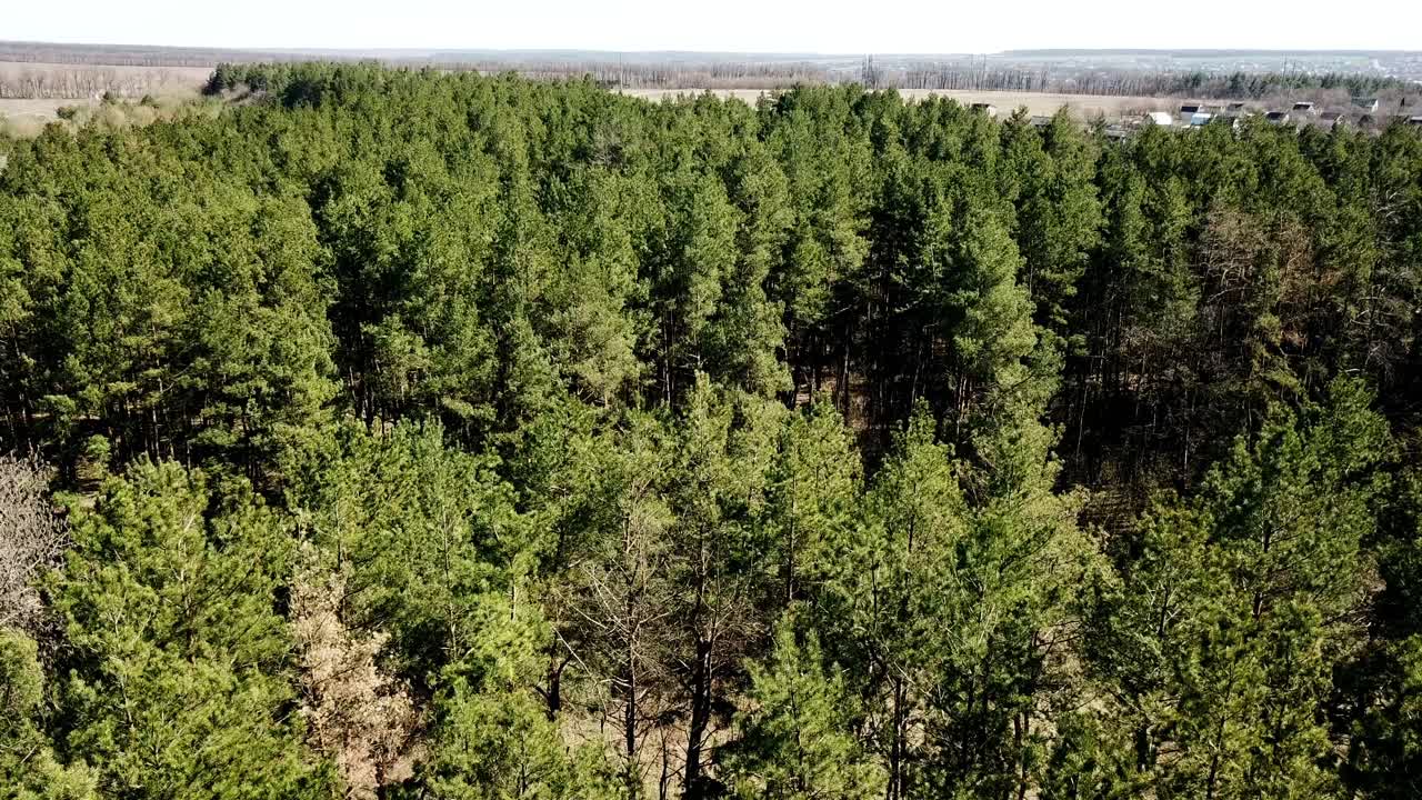 Aerial View. Flying over the beautiful sunny forest trees. Pine forest