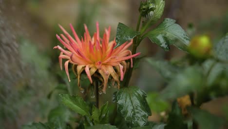 Close-up-hose-watering-flowers-and-leaves-in-slow-motion