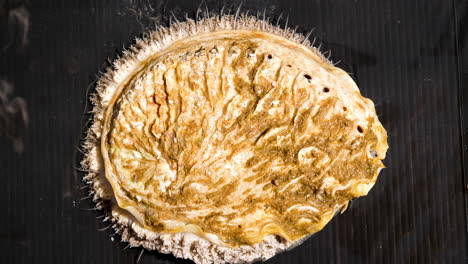 top view of large south african abalone species