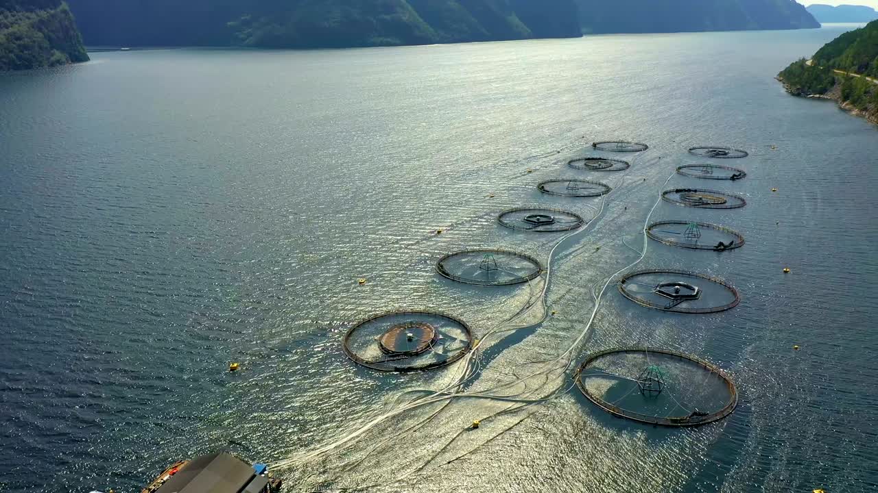 노르웨이에서 연어  ⁇ 시를 하는 공중 촬영