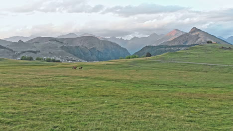 wild horses grazing in caucasus mountains in georgia