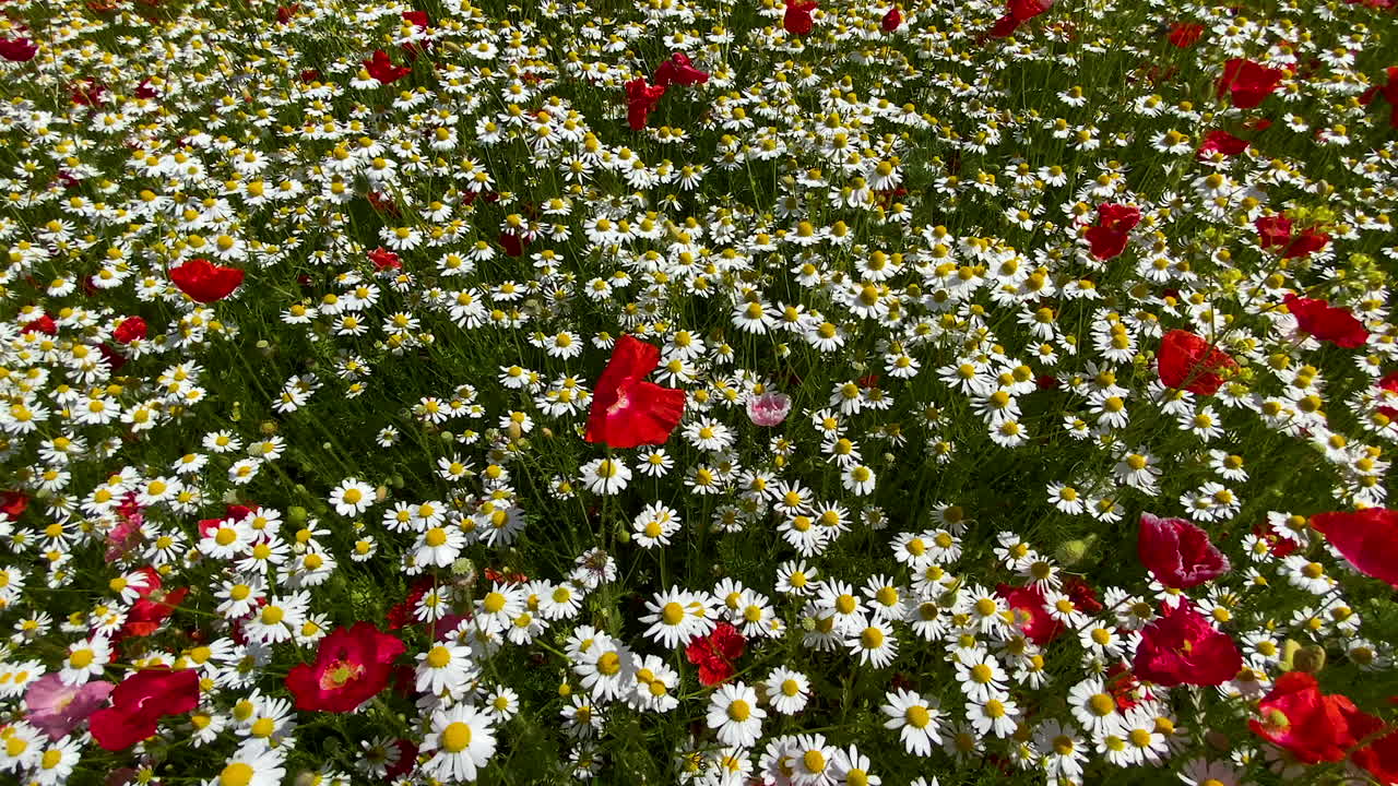 flores de margarita blanca en un campo exuberante, temporada de primavera en flor, prado de flores