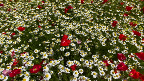 Flores-De-Margarita-Blanca-En-Un-Campo-Exuberante,-Temporada-De-Primavera-En-Flor,-Prado-De-Flores