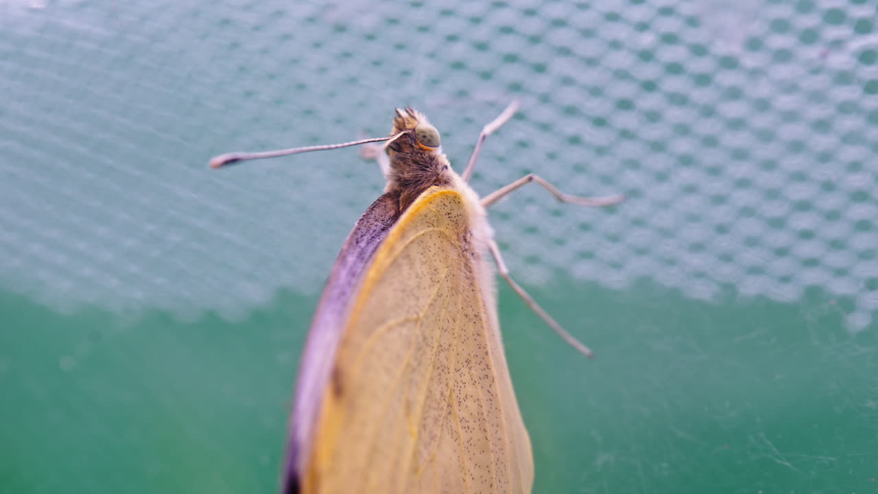 Pieris brassicae butterfly rests quietly on green surface, serene ambiance