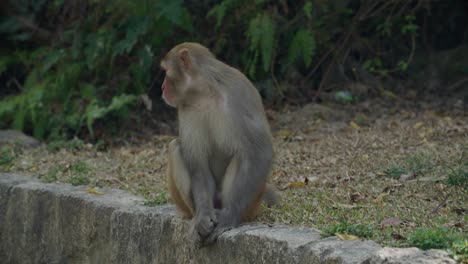 le singe sur le mur gris.