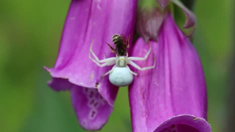 Blumenkrabbenspinne,-Misumena-Vatia,-Die-Beute-Auf-Fingerhutblume-Fängt