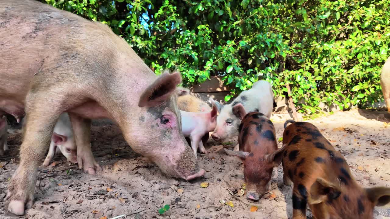 Mother pig with several piglets on a rural farm, feeding and exploring outdoors under natural daylight