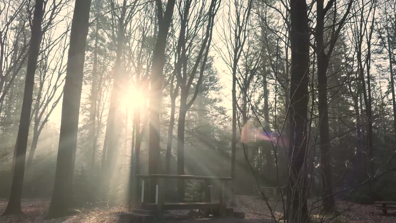 안개 숲 속 의 빛