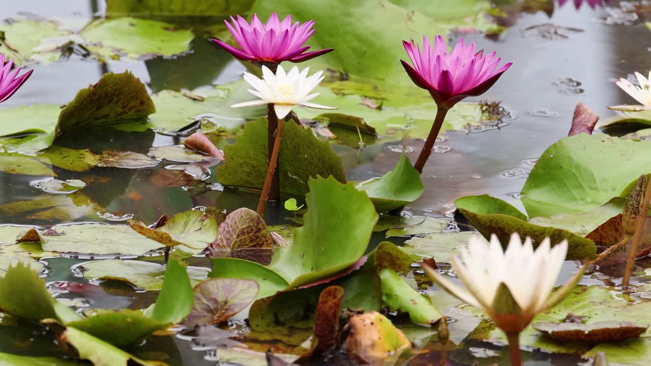 활기찬 로터스 꽃이 조용한 연못에서 꽃을 피우고, 부드러운 자연 조명 아래 푸른 잎으로 둘러싸여 있습니다.