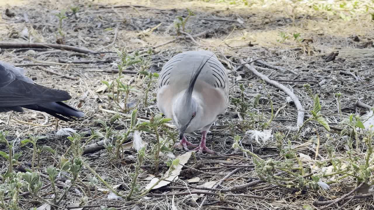 Crested Pigeon forages on open ground while searching for food, showing calm natural behavior in an outdoor Australian setting