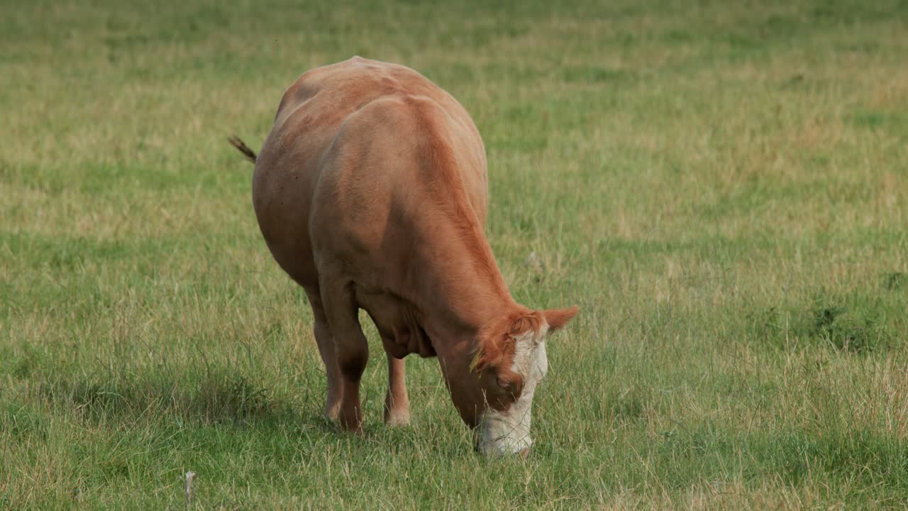 A single brown cow grazes calmly on lush green grass in an open field at Clova, Angus, Scotland. Soft, diffused daylight and steady camera
