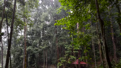 soothing scenery when it rains while in the rainforest in malaysia