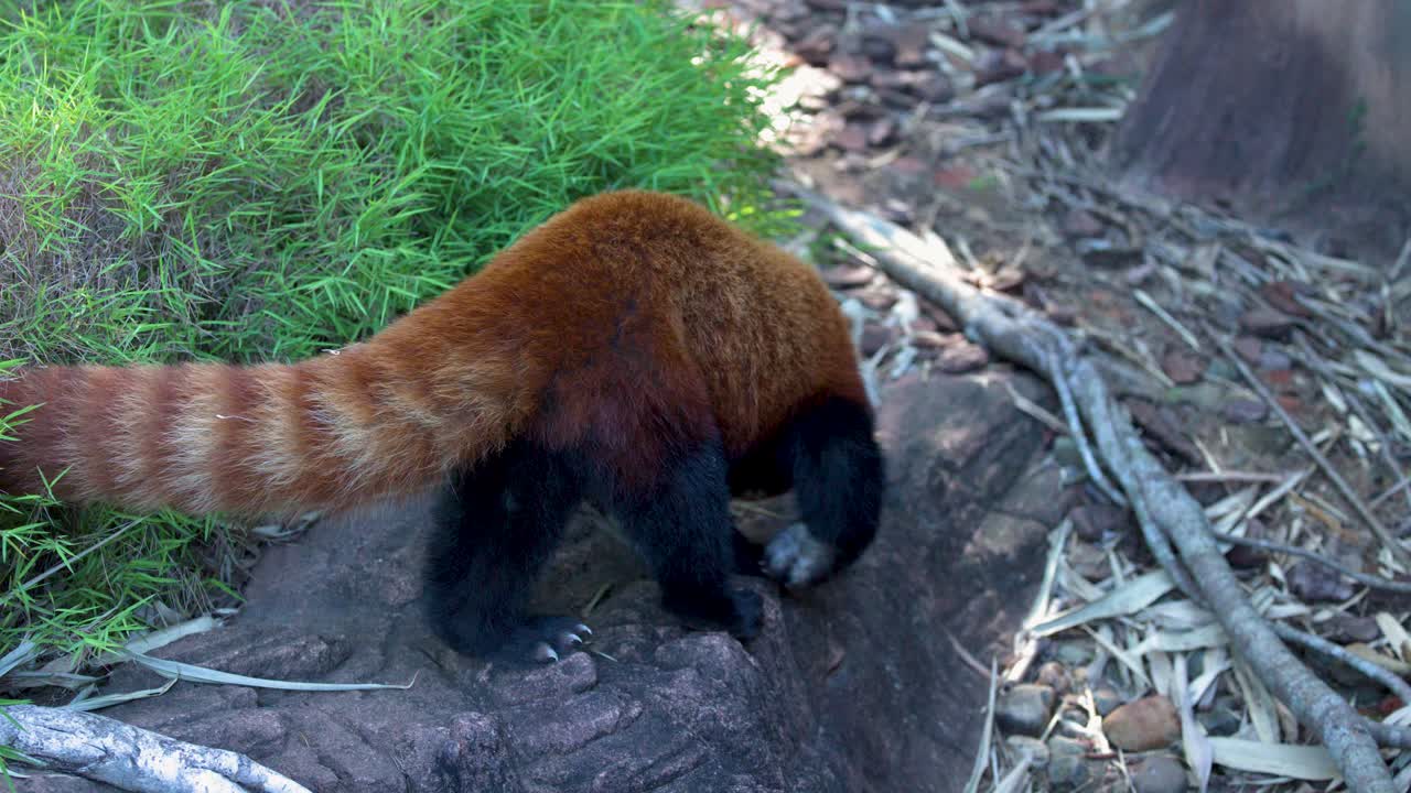 Un panda rosso cammina dal fogliame verde di bambù su una sporgenza rocciosa in piena luce diurna