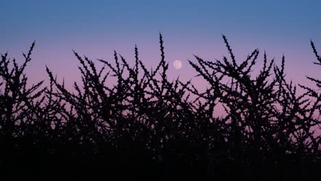 relaxing close up shot of a pink sunset with a silhouette of bushes outlining the bright full moon in the sky in 4k
