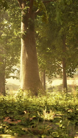 sunlight filtering through the trees in a lush forest