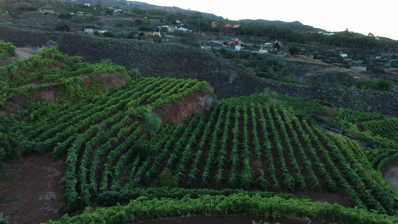 vineyard fields: aerial view traveling in and at high altitude over grape growing fields, during sunset