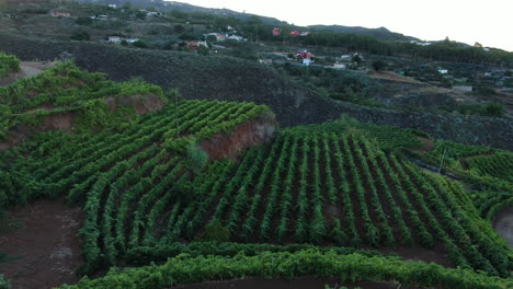 vineyard fields: aerial view traveling in and at high altitude over grape growing fields, during sunset