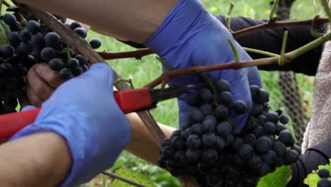vista de cerca de la gente recogiendo uvas rojas durante la cosecha de otoño, cámara lenta