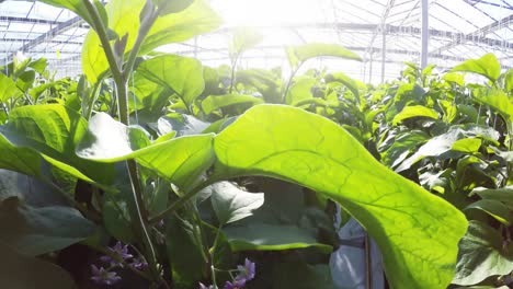 Row-of-green-plants-in-greenhouse-4k