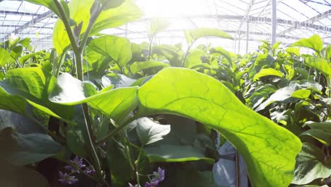 fila de plantas verdes en el invernadero 4k