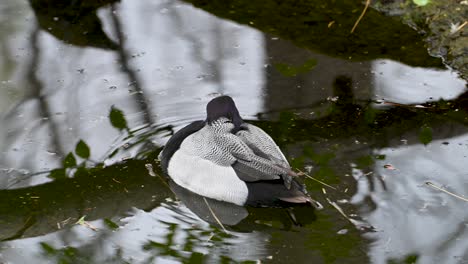 greater scaup duck swimming along calm water vibrations and wake