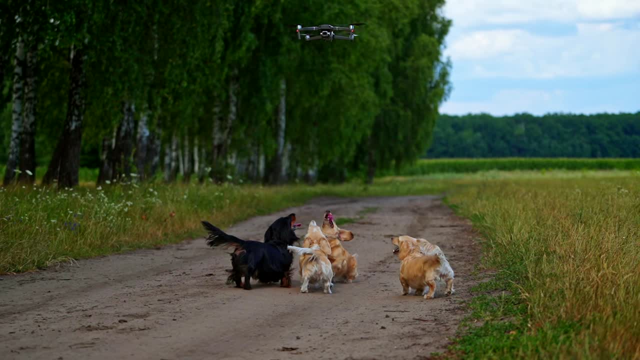Pedigree dogs and drone. Group of adorable dachshunds walk in rural nature and bark on the drone over their heads.