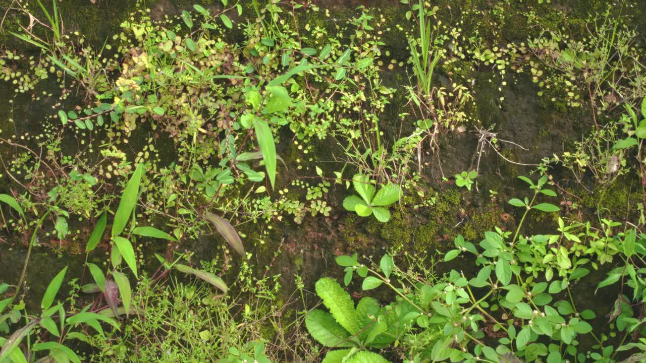 Close-up shot pulling back from a lush ground covered with plants and moss, one leaf moving softly in the breeze