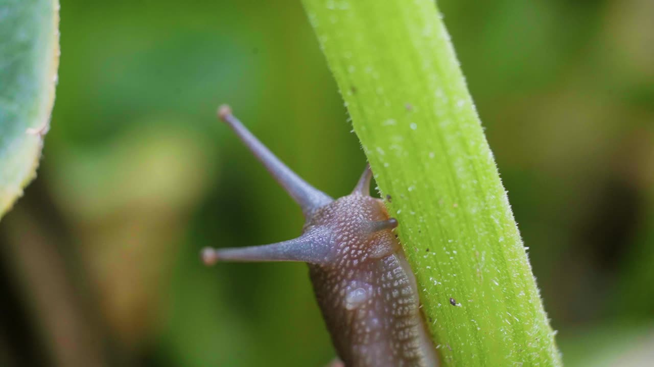 primer plano de un caracol de jardín común que se arrastra en la planta de calabacín