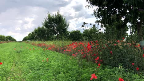 Mandelbäume-Und-Mohnblumen-Mit-Windmühle-Im-Hintergrund