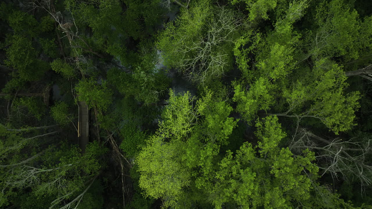 un denso dosel verde con árboles caídos en el parque estatal big cypress tree, vista aérea