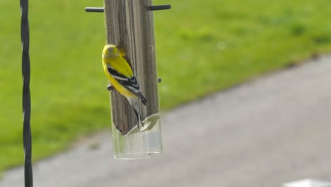 american goldfinch hanging upside down to eat thistles from a bird feeder