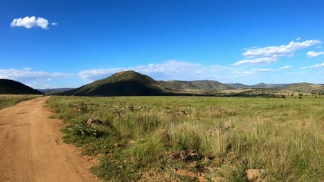 stopping in on a dirt road in the african bushveld.