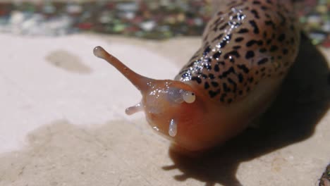 macro portrait shot of naked snail lifting its head up looking at camera on cement pavement