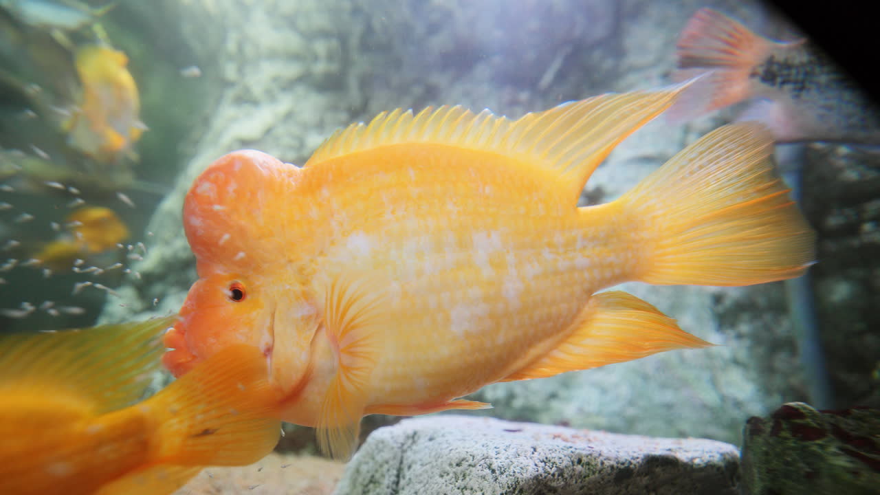 미다스 시클리드 물고기 클로즈업 촬영