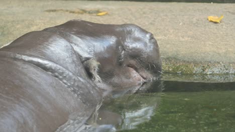 hippopotamus in the pool in singapore