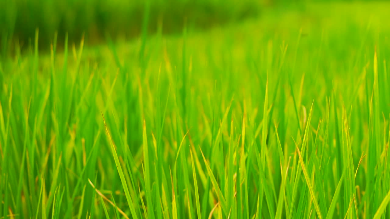 fondo de campo verde en una vista de cerca.