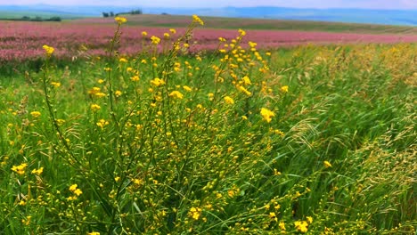 vibrant meadow scene with yellow wildflowers in bloom against a backdrop of colorful fields and rolling hills under a clear sky