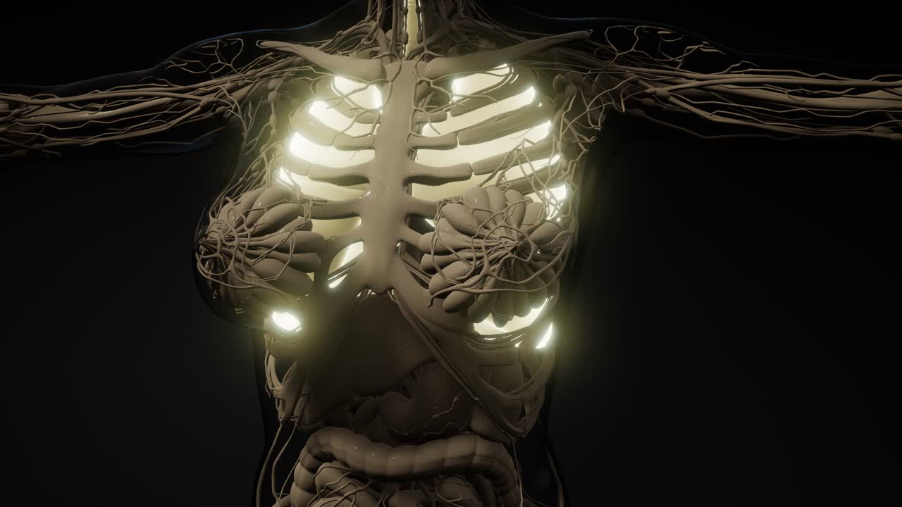 examen radiológico de los pulmones humanos