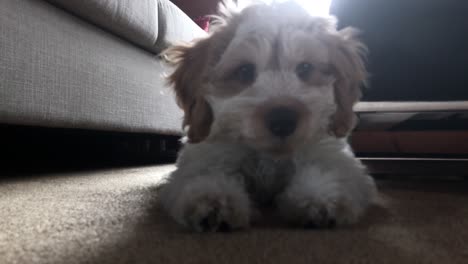 slow zoom into the face of a labradoodle puppy expressing alertness