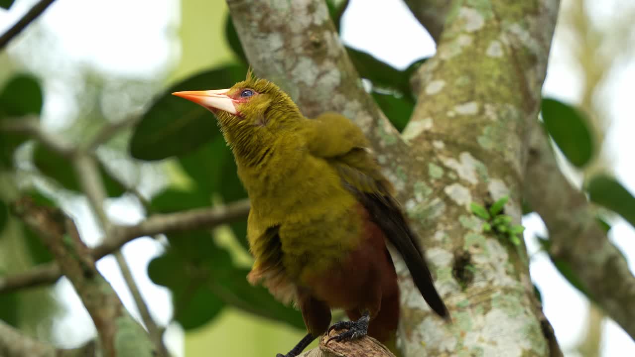 oropendola verde, psarocolius viridis posado en la rama de un árbol en hábitats boscosos, observando sus alrededores, emitiendo llamadas distintivas en medio del bosque y sacudiendo las plumas, tiro de cerca